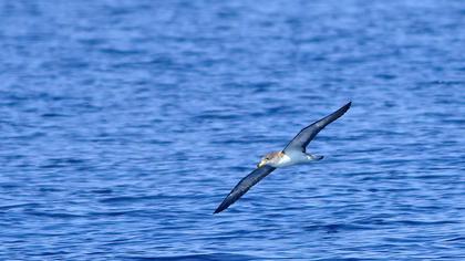 Scopoli`s Shearwater