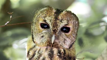 Tawny Owl