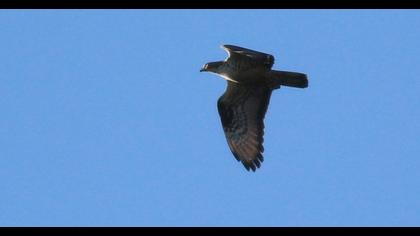 European Honey Buzzard