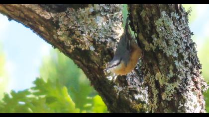 Eurasian Nuthatch