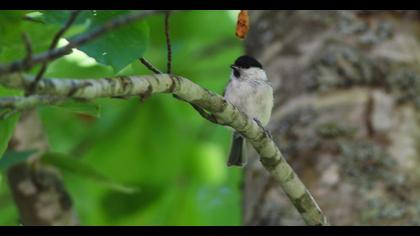 Marsh Tit