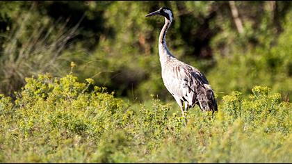Common Crane