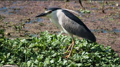 Black-crowned Night Heron