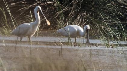 Eurasian Spoonbill