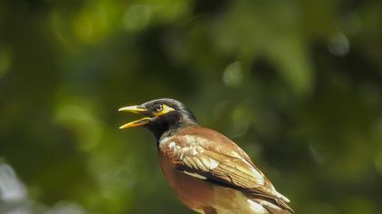 Common Myna