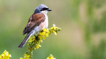 Red-backed Shrike