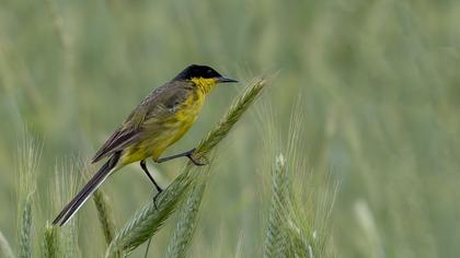 Western Yellow Wagtail