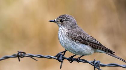 Spotted Flycatcher