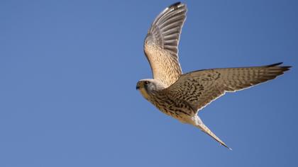 Common Kestrel