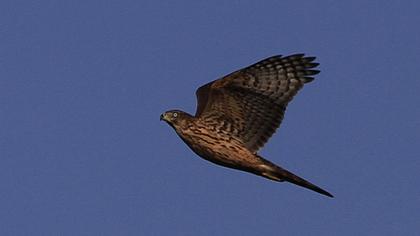 Northern Goshawk