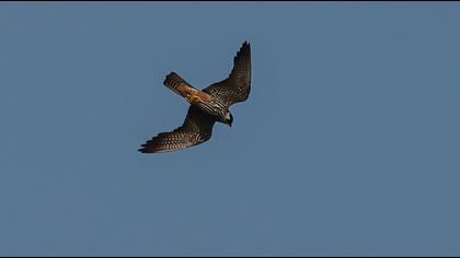 Eurasian Hobby