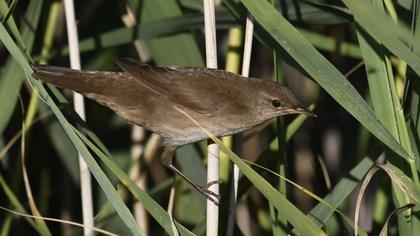 Savi`s Warbler