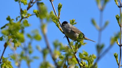 Eurasian Blackcap