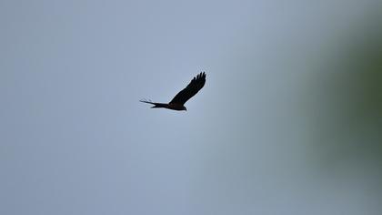 Black Kite