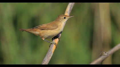 Eurasian Reed Warbler