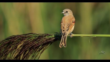 Eurasian Penduline Tit