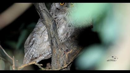 Eurasian Scops Owl