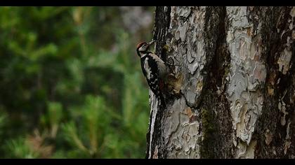 Great Spotted Woodpecker
