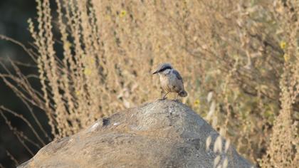 Western Rock Nuthatch