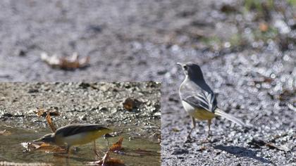 Dağ kuyruksallayanı