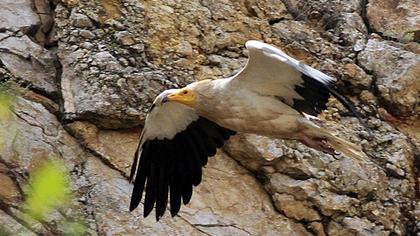 Egyptian Vulture