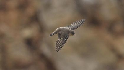Eurasian Crag Martin
