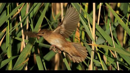 Savi`s Warbler