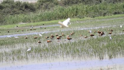 Ruddy Shelduck