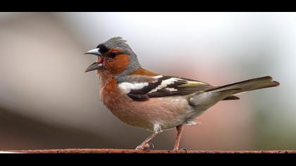 Common Chaffinch