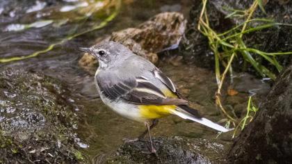 Grey Wagtail