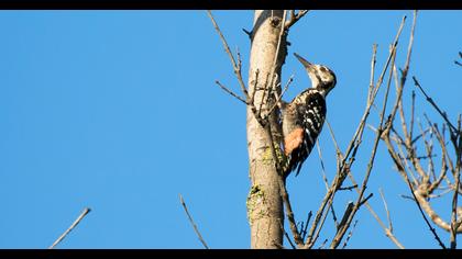 White-backed Woodpecker