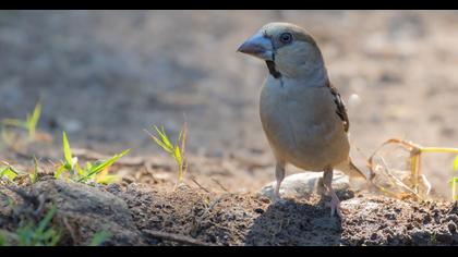 Hawfinch