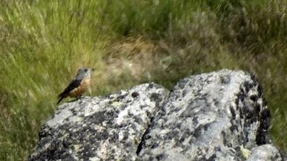 Common Rock Thrush