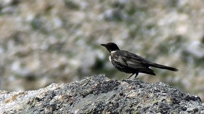 Ring Ouzel