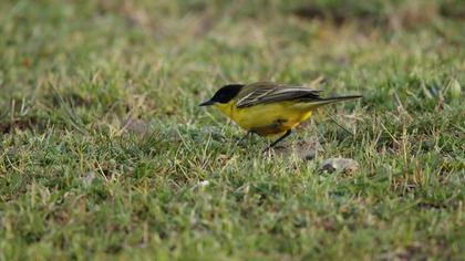 Western Yellow Wagtail