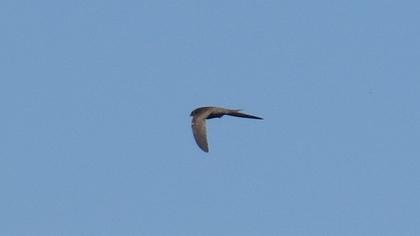 Pallid Swift