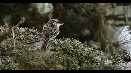 Short-toed Treecreeper