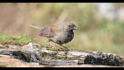 Dunnock