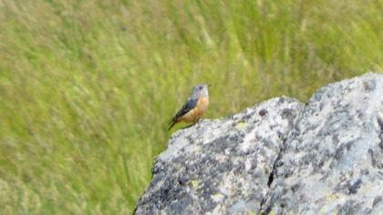 Common Rock Thrush