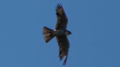 Eurasian Hobby