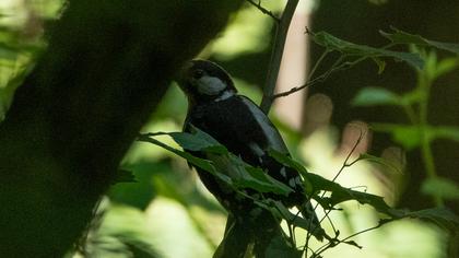 Great Spotted Woodpecker
