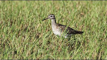 Orman düdükçünü