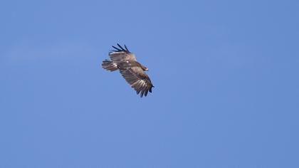 Küçük orman kartalı