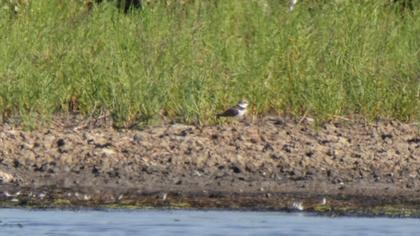 Common Ringed Plover