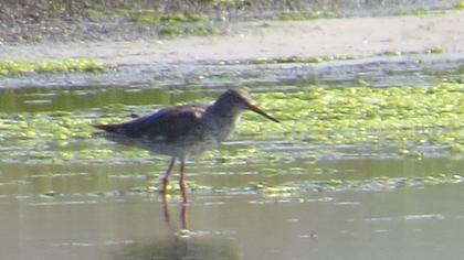 Common Redshank