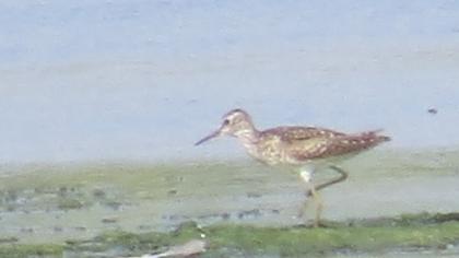Common Greenshank