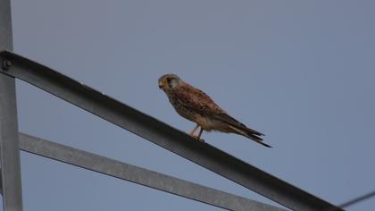 Common Kestrel