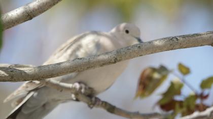 Eurasian Collared Dove