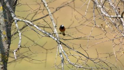 Common Redstart