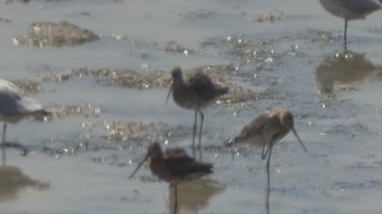 Black-tailed Godwit